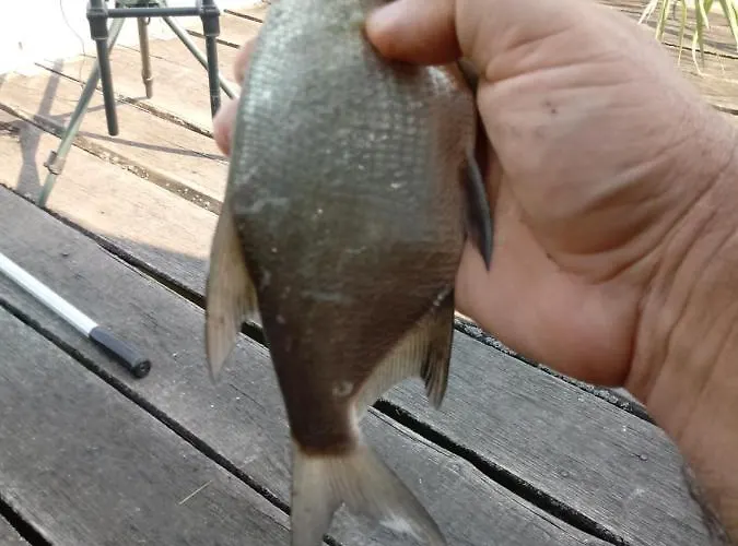 Pensión Vidravar Tabdi